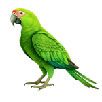 دادی اور کبوتری کی کہانی